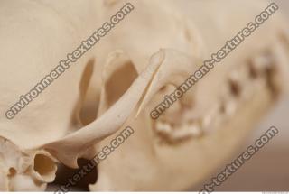 photo reference of skull 0024